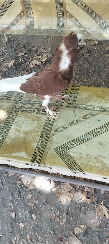 danşan quş: Dekorativ göyərçin təqdim olunur. Quşun görünüşü olduqca fərqlidir — 2