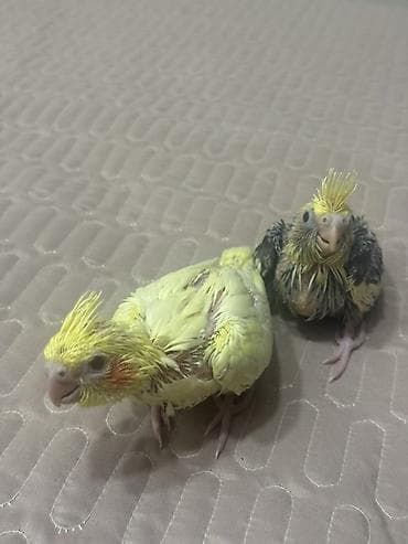 papuqay type 1: Növ: Nimfa (Cockatiel) tutuquşuları Təsvir: - Şəkillərdə valideyn — 2