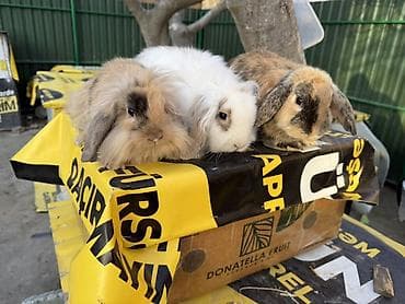 🐰 Mini Lop dovşanlar 🤍 4 ədəd sağlam və baxımlı mini lop var. • 2