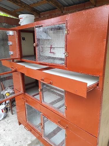 ınqbator: Evdə və ya təsərrüfat üçün ideal həll! Keyfiyyətli materialdan — 8