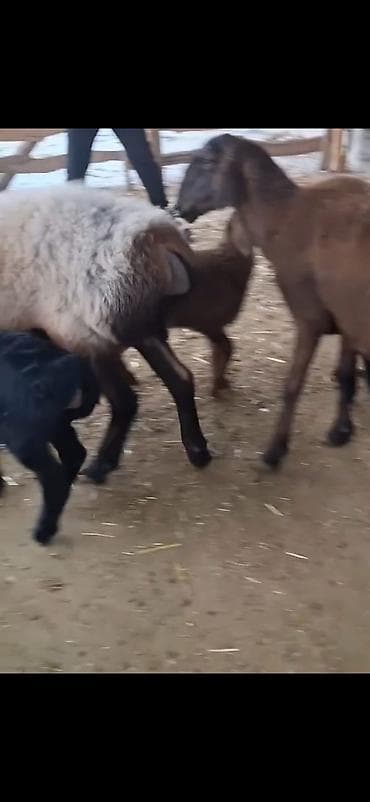 пудель в добрые руки: Məhsul: Qoyun sürüsü – ana qoyunlar və quzular Təsvir: - Yerli — 5