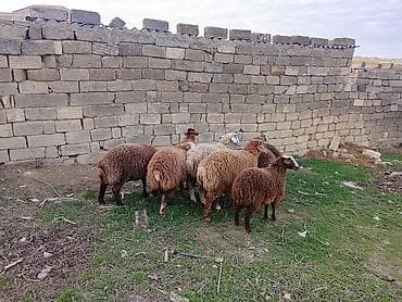 ana arı satışı: Qoyun sürüsü satılır - Növ: yerli qarışıq cinslər (qəhvəyi, qara və — 2
