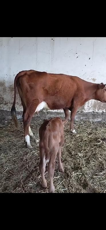 inek cinsleri: 1 ci digub dunen digub 19 litra sud verir erkek balasi ile birge — 4