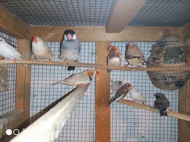 ördək ətinin qiyməti: Amadinlər Satış zebravıy sadə amadinlər benqal amadini risovka risoviy — 8