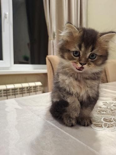 İnci rəng çalarlarında, tüklü quyruqlu və böyük mavi-boz gözlü balaca — 4