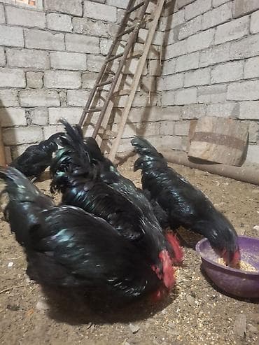 liqorin xoruzu: Avstrolop xoruzu 35 manat .ünvan Kürdəxanı (razılaşma) — 3