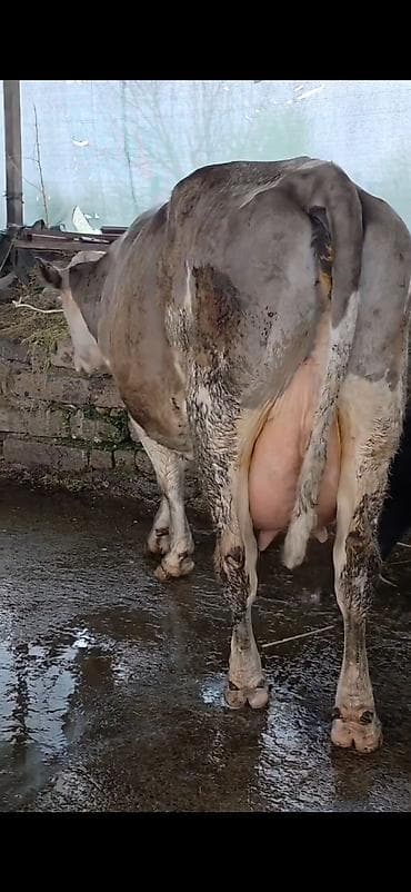 itlerin satisi ve qiymetleri: Südlük inək və bala -cins sives süd verimi 21 lt qarantia verirem — 3