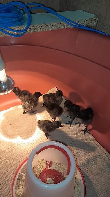 brama cüce: Toyuq cücələri, Damazlıq, Pulsuz çatdırılma — 2