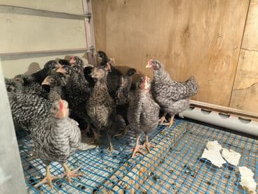 xarkov sortu toyuq: Toyuq cücələri, Ətlik — 5