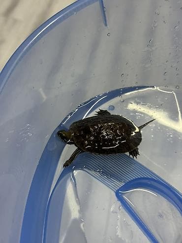 Akvariumlar: Tısbağa akvariyumu ilə birlikdə satılır çox ucuz qiymətə. Çox — 4