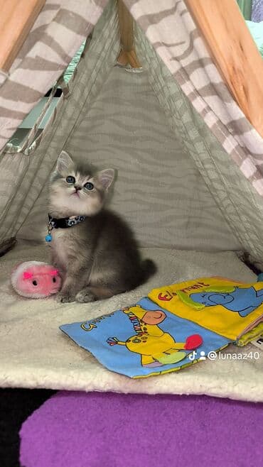 britan pisiyi: Britan — 4