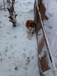 собака бу купить: 2 il, Erkek — 2