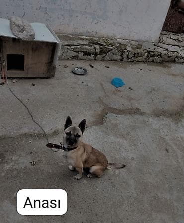 cao cao iti: Zvonok, 1 ay, Erkek, Ünvandan götürmə — 2