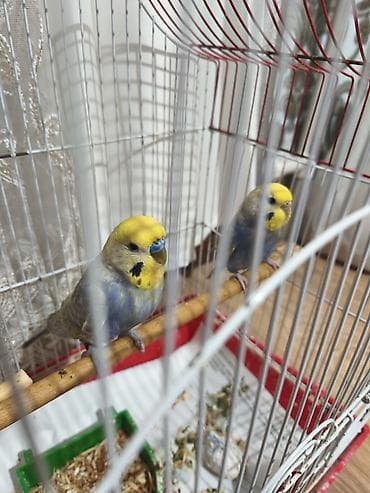 qizil qus: Hazır cüt rainbow cütü 60 manat hazır cütdü ünvan 7 ci mikrayon — 1
