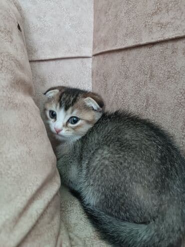 Digər heyvanlar: Şotland — 4