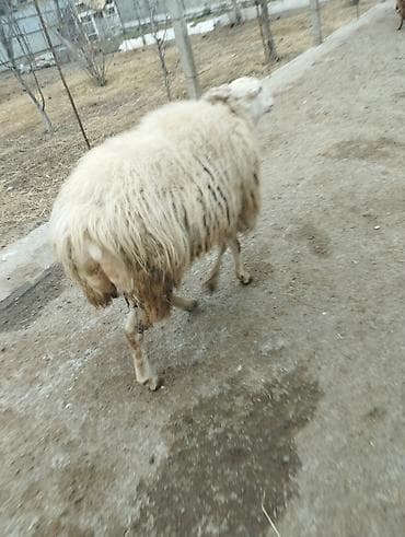 Птицы: Самец, лет: 2, Для разведения — 8