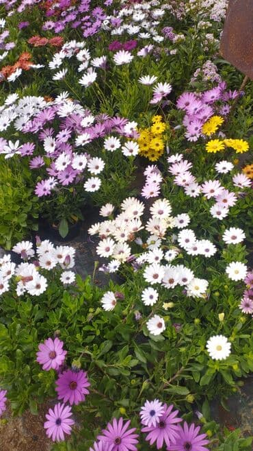 helba bitkisi faydaları: Qızıl güllər dipçək gülləri həmişə yaşıl kolları zəhmət olmasa — 16