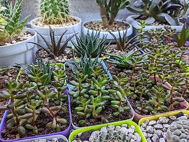 Sukkulentlər. Sağlam və dözümlü bitkilərdi. Uzun müddət susuz qala