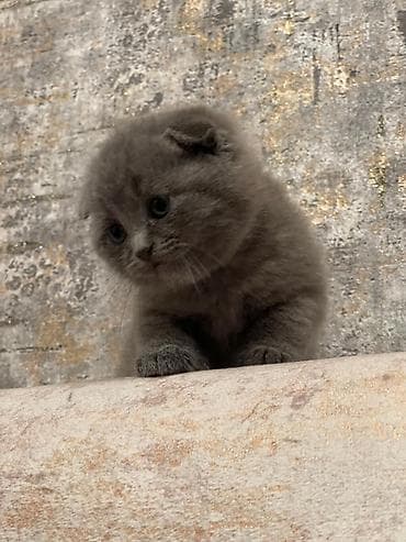 disi it adlari: Şotland — 1