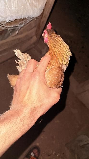 amadin quşu: 2 fere bir beçe 80m Xüsusiyyətlər: - Xoruz: ağ lələklər, qırmızı ibik — 3