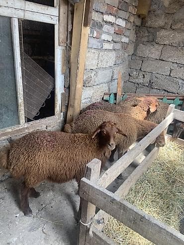 lalafo quzu: Qoyun balaları – yerli cins, qəhvəyi-yumşaq yunlu - Növ: qoyun (quzu) — 4