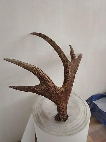 maral buynuzu: Təbii maral buynuzu (tək tərəf) - Material: real maral buynuzu, sıx — 1