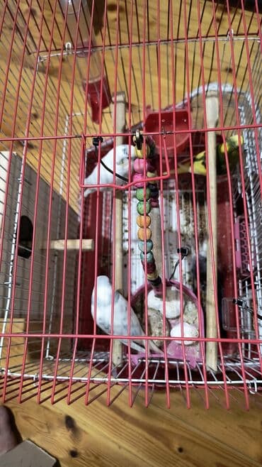İnformatika: 4 eded papuqay iki erkey iki disi cutlerin ikiside bala veren quslardi — 1