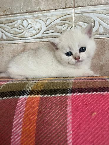 Şirin balaca pişik balası - Cinsə bənzər görünüş: açıq krem/ağ tüklü