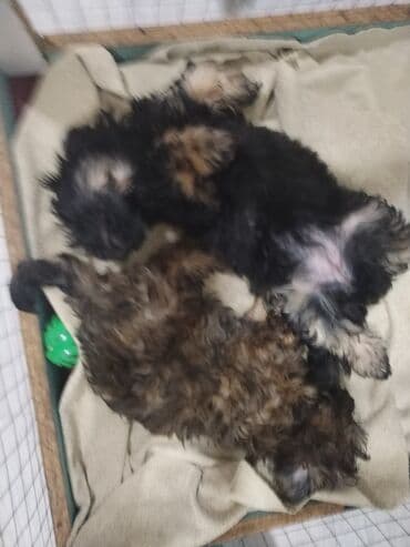 balaca itlərin qiyməti: Məhsul: Yavru itlər (iki bala) Təsvir: - Cins: Kiçik ölçülü, uzun — 4