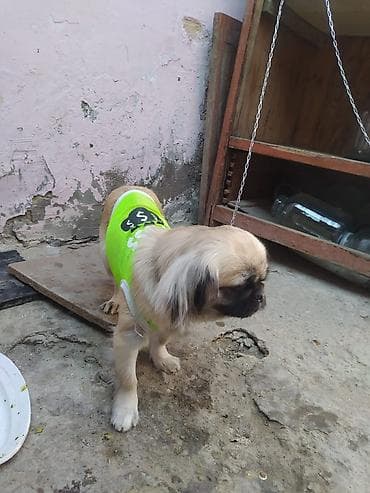 Pekines