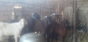 Salam qurbanlı erkek keçiler real alıcılar zeng vursun tek tekde lalafo.az -da Salam qurbanlı erkek keçiler real alıcılar zeng vursun tek tekde
