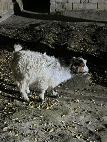 balasına sud verməyən qoyun necə adlanır: Çəpişdər satılır 2 denedi — 6