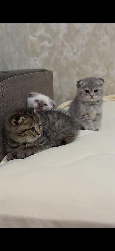 pişik pers: Şotland yastı qulaq — 4