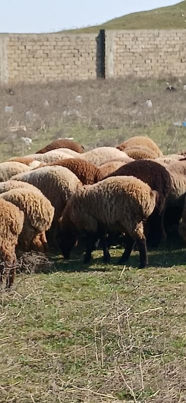 Mal-qara: Qoyun sürüsü Təsvir: - Şəkillərdə müxtəlif rəngli (qonur