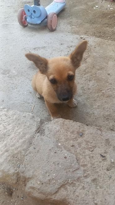 boyuk itlər: 1 ay — 1