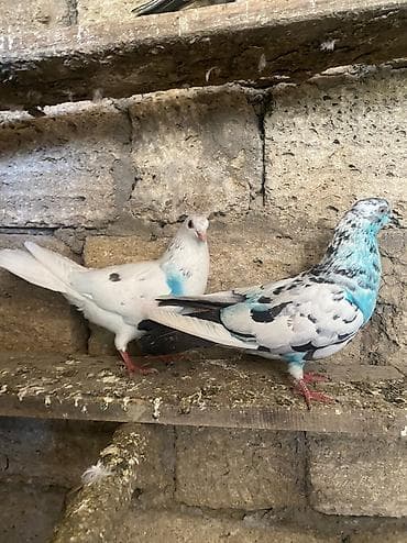 dekorativ quş: Üst üste 3manatdan qarsıq quslarda 13-14quşdu cidi alıcı narat etsin — 4