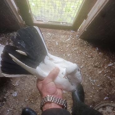 qəfəs quş: 1 eded ebrej maya bir eded qara boyun badam lele maya 2 si birlikde — 4