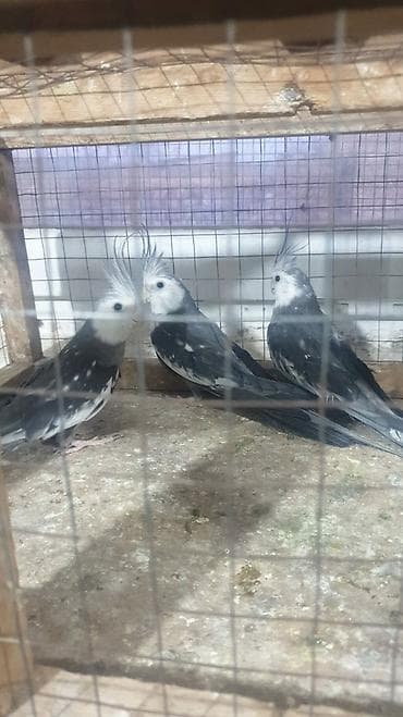 ingilis setteri it cinsi: Yanaqsız karellalar var satışda 100-300 aznə qədər qiymət dəyişir bala — 5