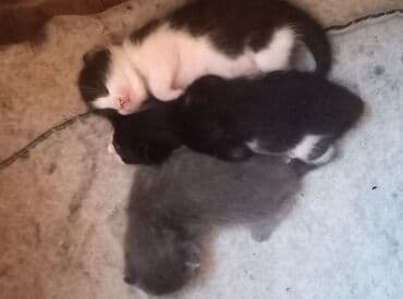 питомники кошек в баку: Самец, Самка, В добрые руки, Самовывоз — 3