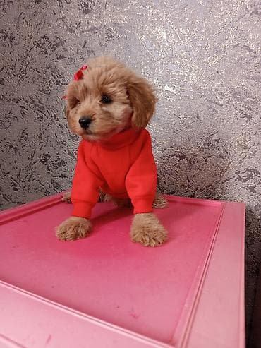 xaski itləri: Pudel, 2 ay, Dişi — 10