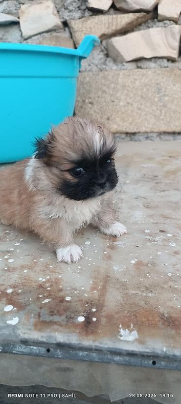 heyvan döşəyi: Pekines, 1 ay, Dişi, Peyvəndli, Pulsuz çatdırılma — 2