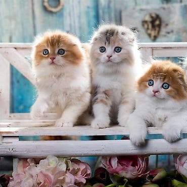 Şotland yastı qulaq