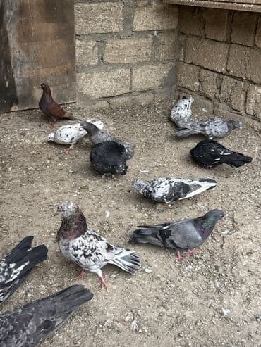 etibarli əllərə verilir: Saglam ve problemsiz heyvanlar tutulma ve tergitme . İcinde cütderde — 6