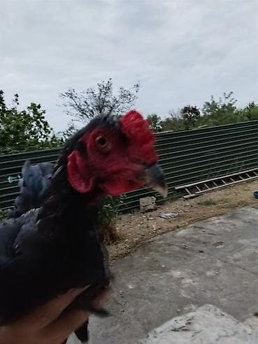 heyratı samo: Həyratı xoruz.7 aylıqdır və Güclüdür.Ödəniş razılaşma rolu ilə — 3