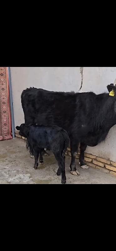 ucuz pisikler: Qara rəngli inək buzovla birlikdə - Ana inək – qara rəng, buynuzlu — 3