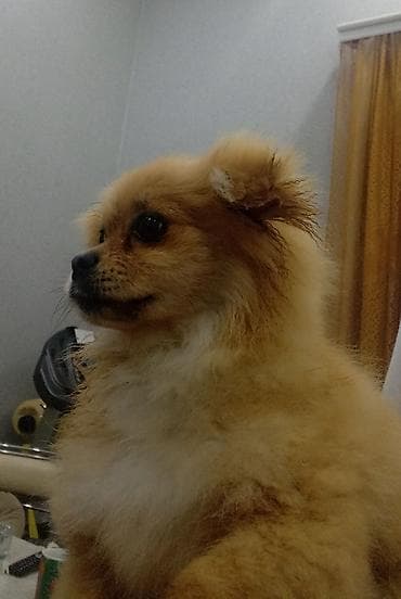 pisiklerin alqi satqisi: Şpitz, 4 ay, Erkek — 3