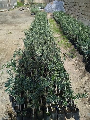 tulpan gulu qiymeti: Zeytun ağacları türk sortu gemlik qiyməti 3.50 çox götürən olsa — 1