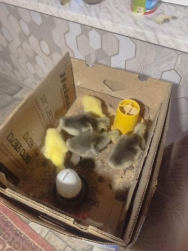 cücə və xoruz təmsil: Dişi, Damazlıq, Ünvandan götürmə — 1