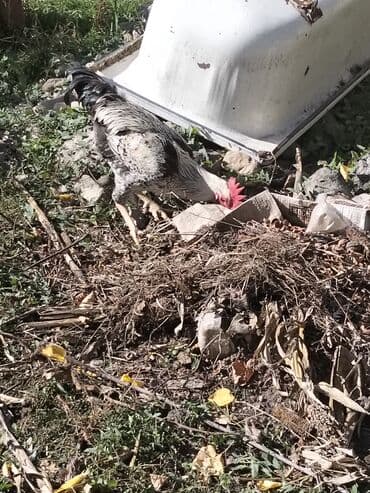 клетки для бойцовых петухов: Məhsul: Xoruz Təsvir: - İri bədənli, güclü quruluşlu kənd xoruzu - — 1