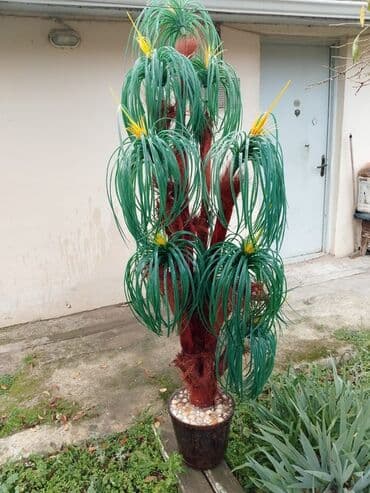 Dekorativ süni ağac – iri ölçülü, qapalı və açıq məkanlar üçün. -